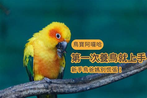 適合養在家裡的鳥|第一次養鳥就上手！各種鸚鵡特點怎麼選？獸醫師：新。